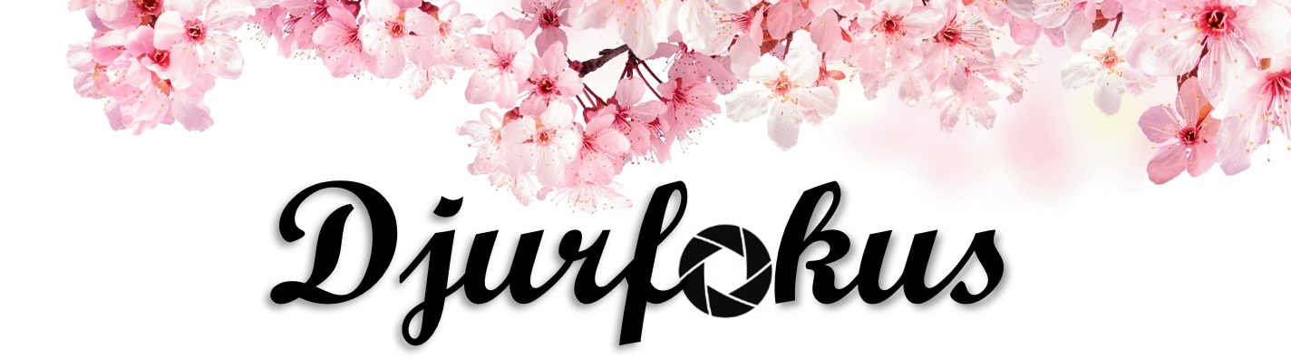 H�r skulle det ha st�tt DJURFOKUS snyggt men n�got gick snett